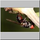 Seioptera vibrans - Schmuckfliege 02 6mm.jpg